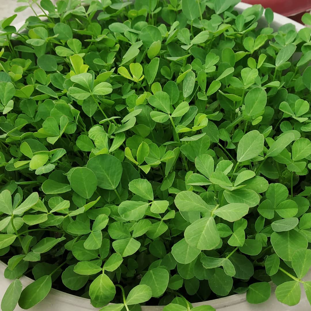 Methi / Fenugreek - 1 bunch