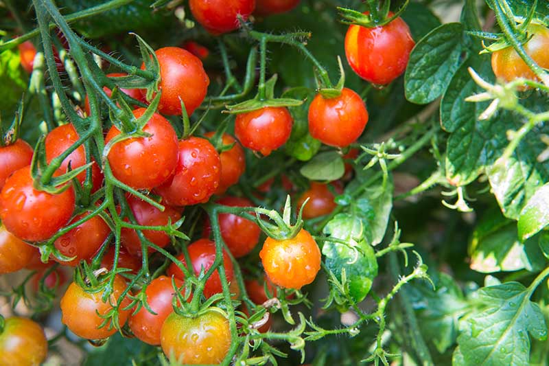 Cherry tomato - 250g