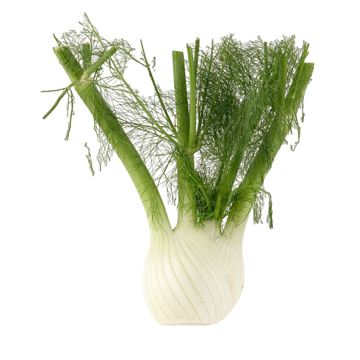 Fennel root - (300g-400g)