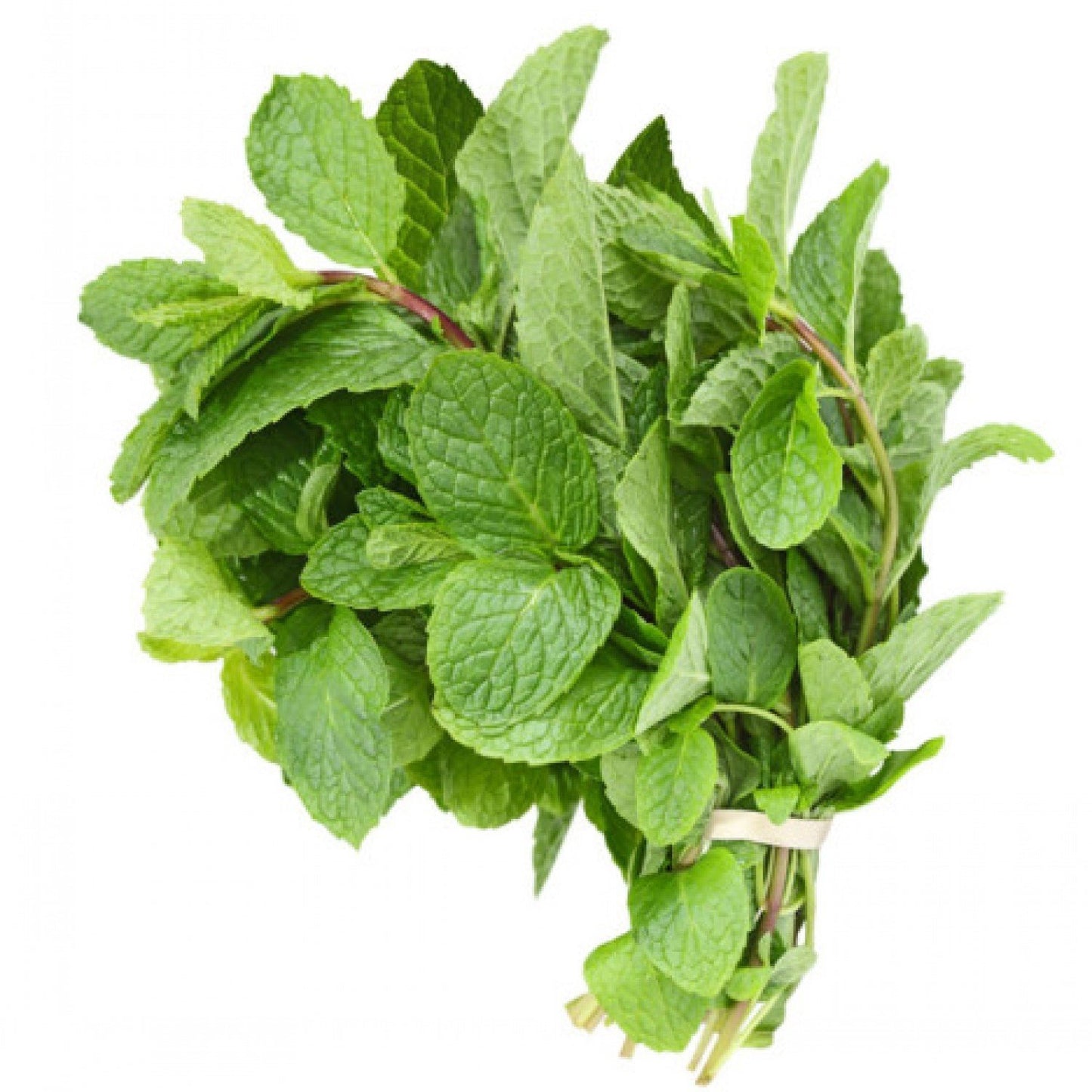Mint Fresh - 1 bunch