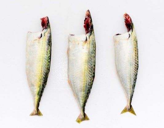 Mackerel / Bangda fish