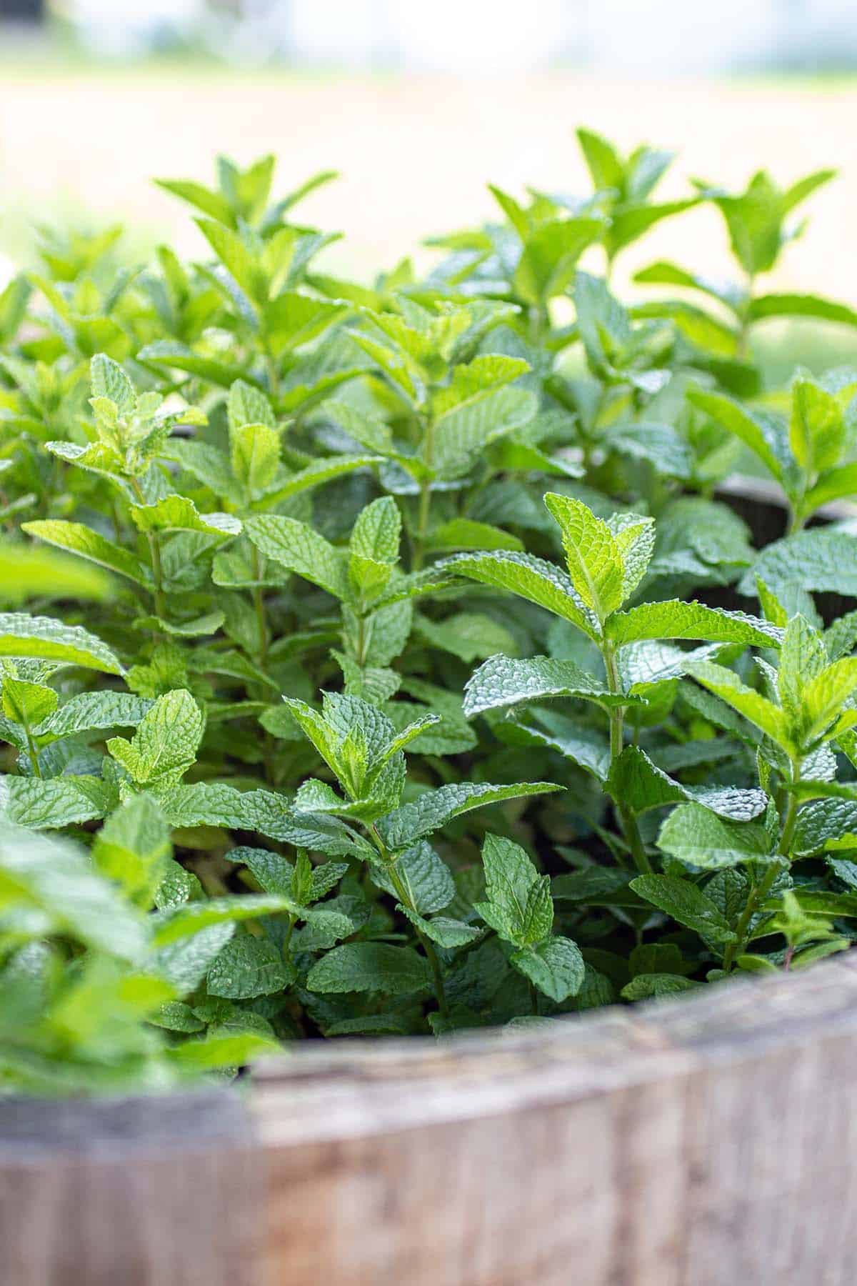 Mint Fresh - 1 bunch