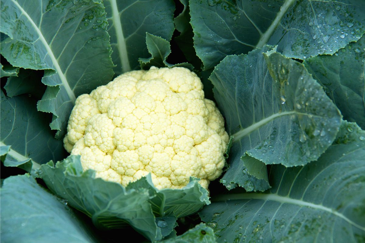 Cauliflower - 1 piece