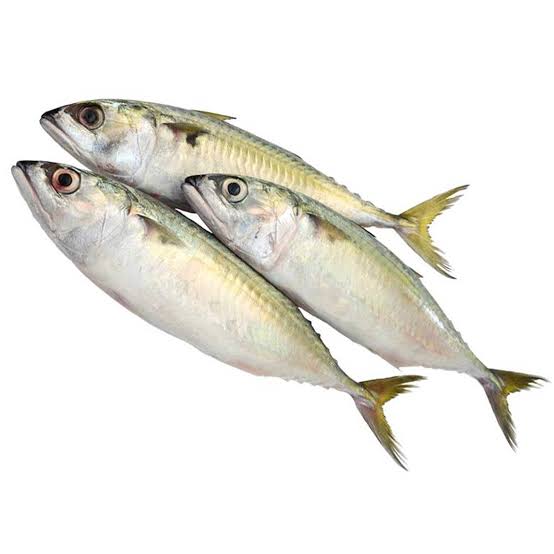 Mackerel / Bangda fish
