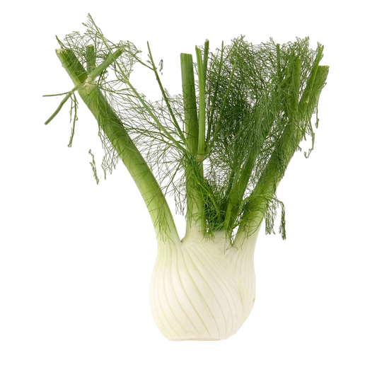 Fennel root - (300g-400g)