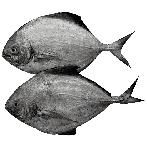 Black Pomfret fish (1kg)