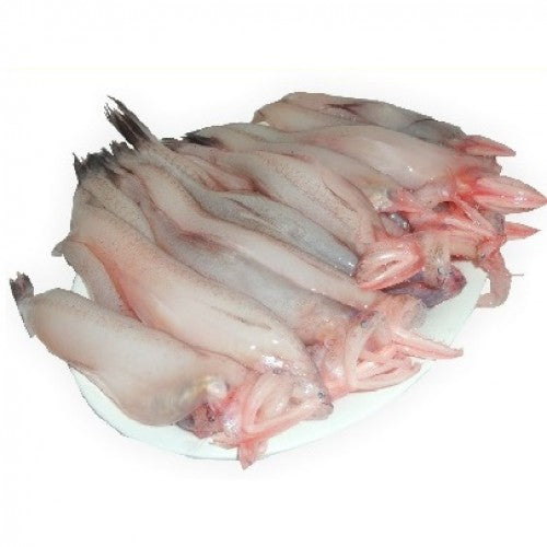 Bombil/Bombay duck Fish