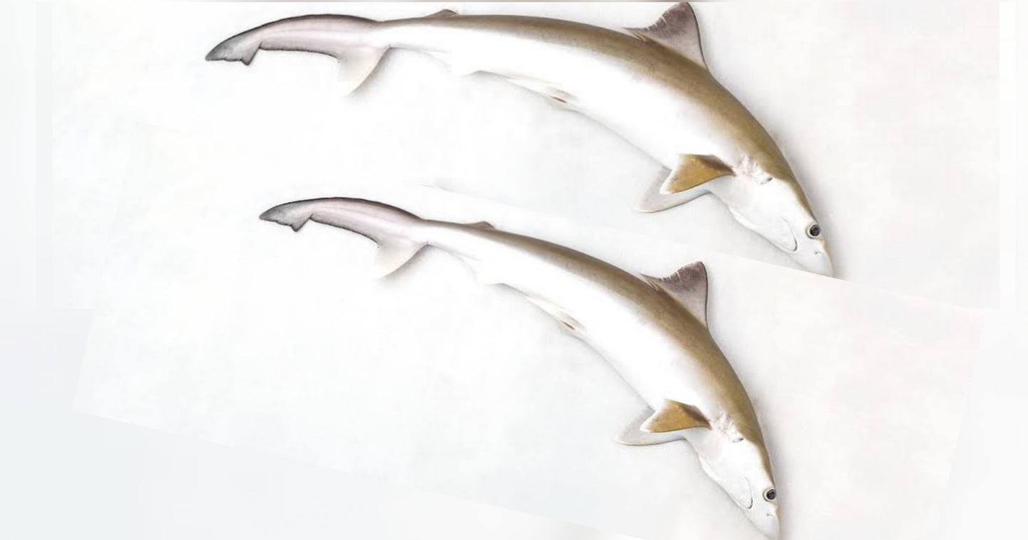 Mori / shark fish (1KG)