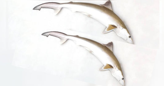 Mori / shark fish (1KG)