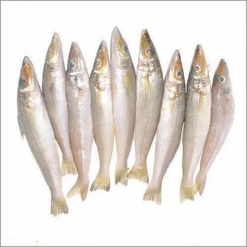 Muddoshi fish (500g)