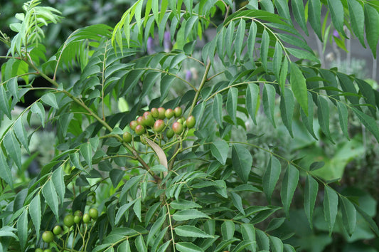Curry leaves - 1 bunch