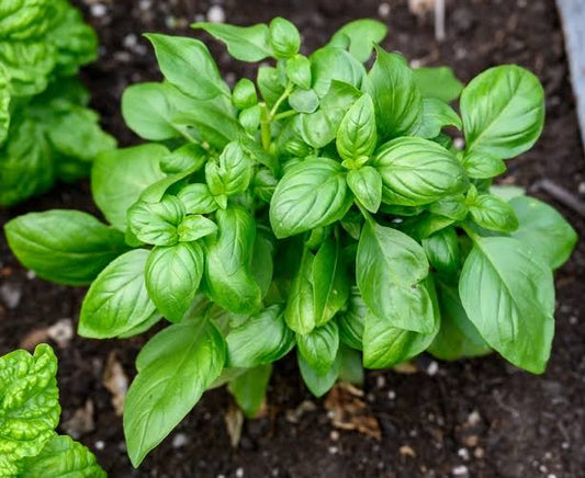 Basil - 100g