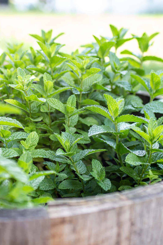 Mint Fresh - 1 bunch
