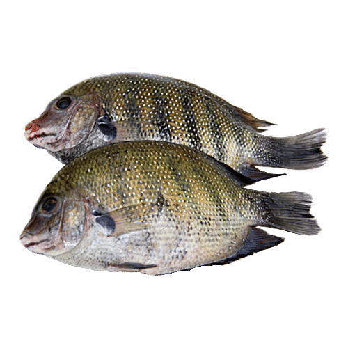 Kalundar/Pearl spot Fish
