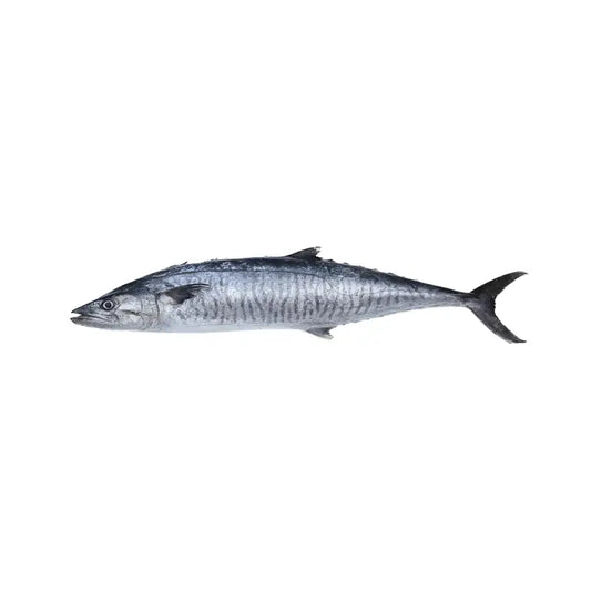 King fish / isvon (1kg-1.2kg)