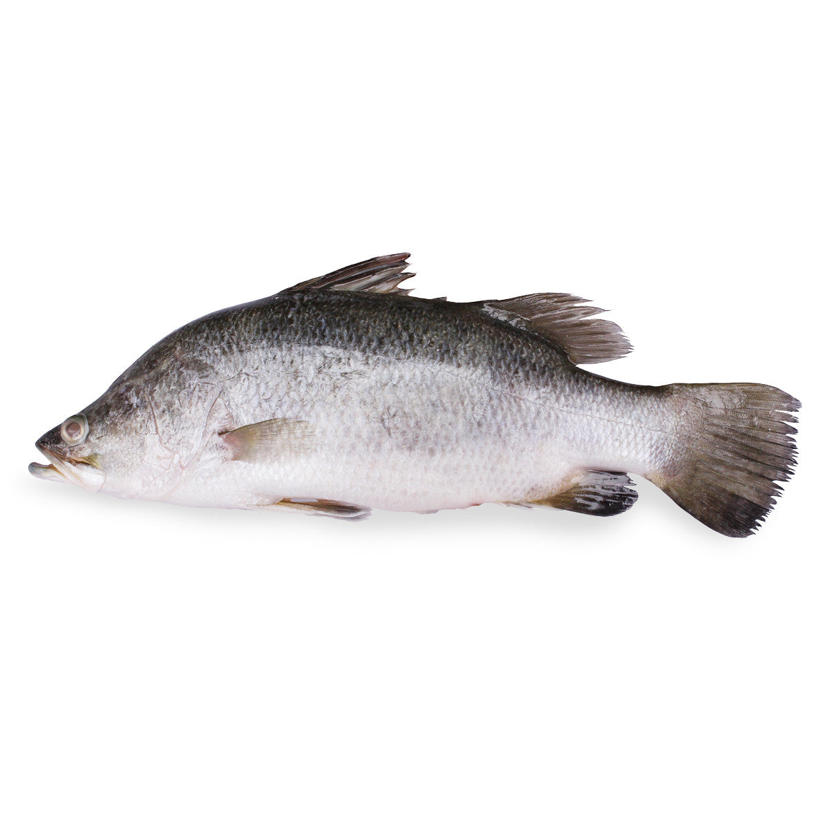 Chonak / Seabass fish(1.3kg-1.5kg)