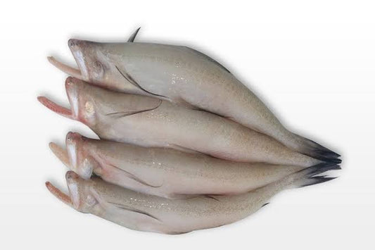 Bombil/Bombay duck Fish